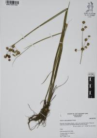 Juncus microcephalus image